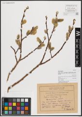 Foto von Salix caprea L.